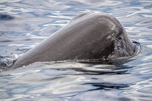 Sperm Whale head close up at sunset photo