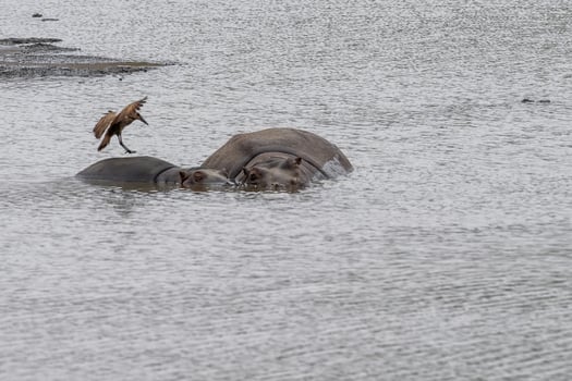 hippos in kruger park south africa with hamerkop bird photo