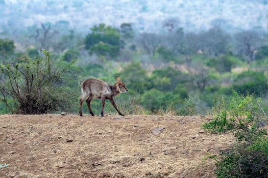young newborn waterbuck antelope in kruger park south africa photo