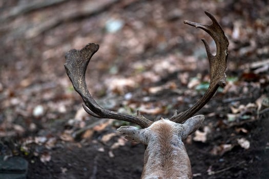 fallow deer in love season photo