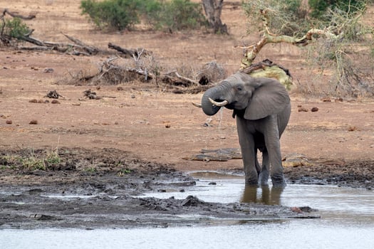elephant drinking at the pool in kruger park south africa photo