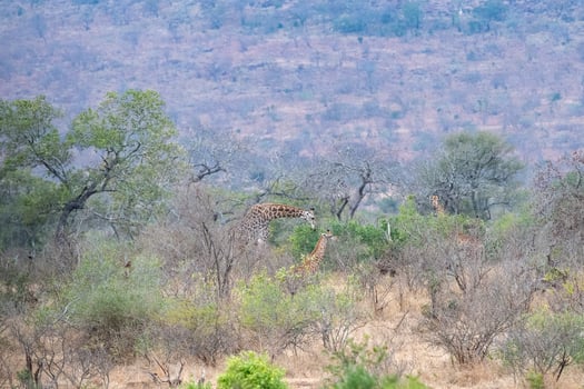 giraffe in kruger park south africa photo
