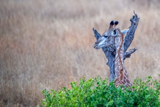 giraffe in kruger park south africa photo