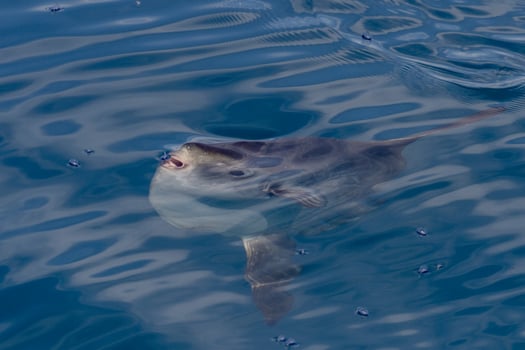 sunfish on sea surface while eating velella jellyfish photo