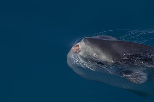 sunfish on sea surface while eating velella jellyfish photo