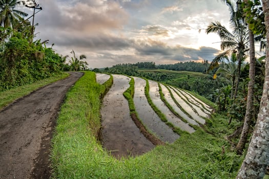 terrace rice field in bali indonesia view panorama photo