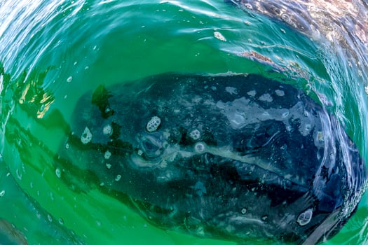 baby grey whale nose at sunset in pacific ocean photo