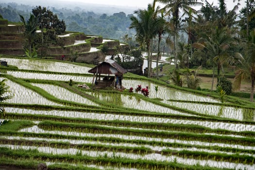 people while growing and farming rice field in bali photo