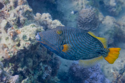 Trigger fish in red sea photo