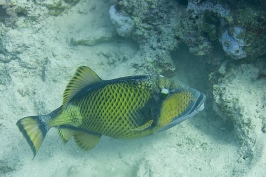 Titan Trigger Fish photo