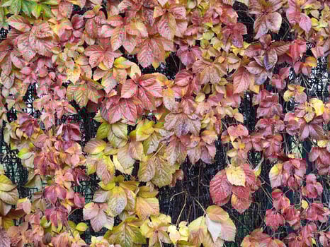 foliage leaf carpet in autumn photo