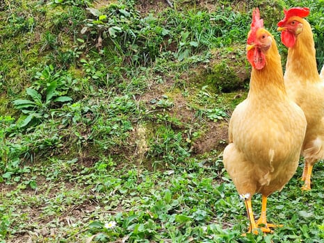Rooster chicken portrait looking at you photo