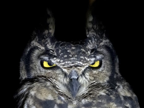 owl portrait looking at you isolated on black photo