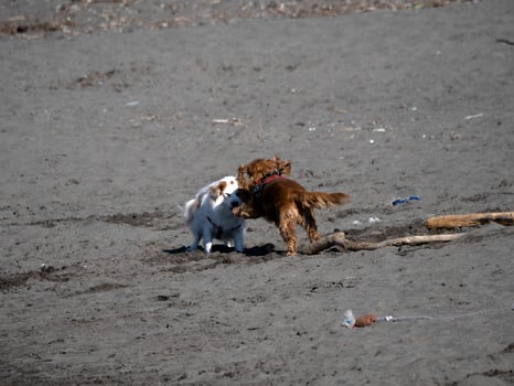 happy dog cocker spaniel playing at the beach photo