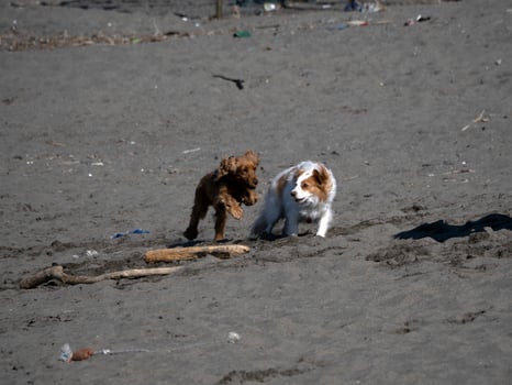 happy dog cocker spaniel playing at the beach photo