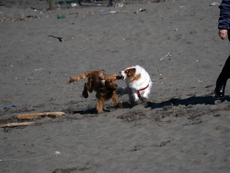 happy dog cocker spaniel playing at the beach photo