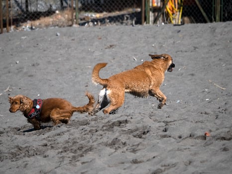 happy dog cocker spaniel playing at the beach photo