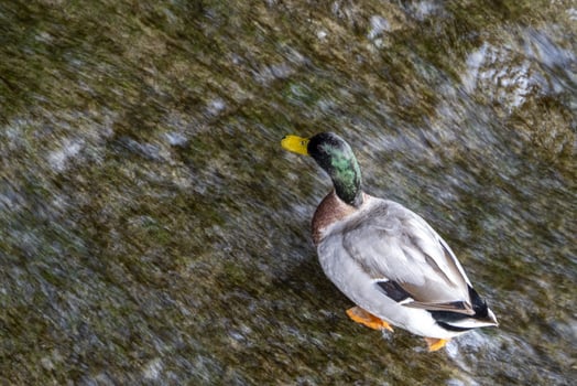 Wild duck in the water photo