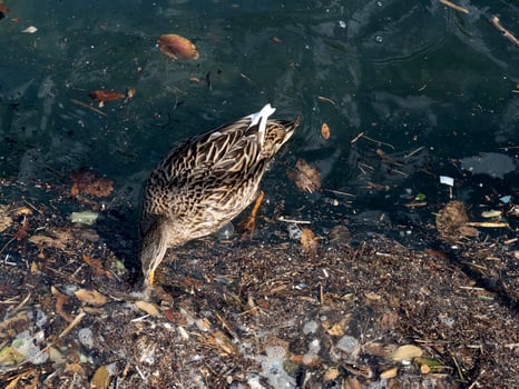 wild duck swimming in plastic rubbish garbage sea photo