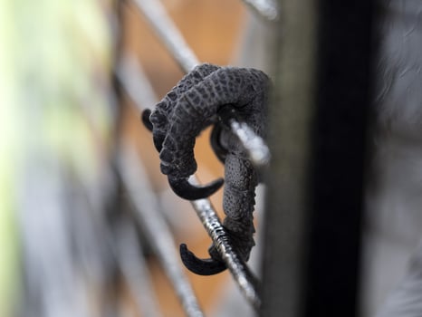Cacatua paw bird in a cage photo