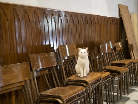 Cat inside church of riomaggiore cinque terre pictoresque village photo
