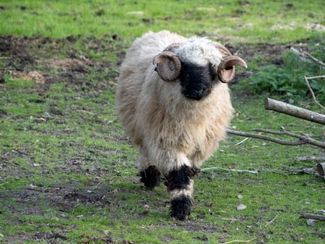 mouflon coming to you photo