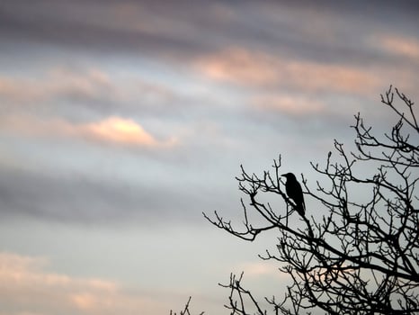 crow at sunset silhouette on a tree in autumn photo