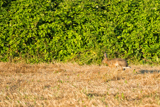 hare jumping on the grass photo