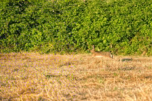 hare jumping on the grass photo