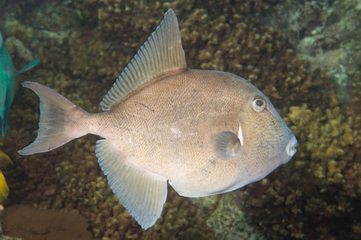 Trigger fish detail photo