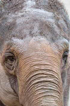 elephant eye detail photo