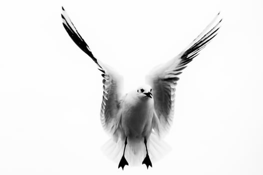 Seagull flying to you photo