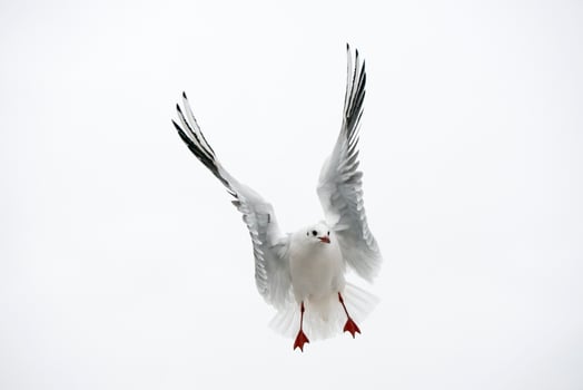 Seagull flying to you photo
