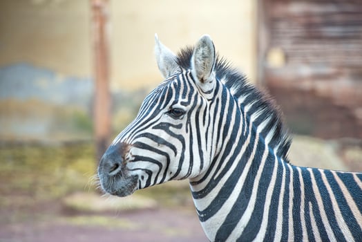 A zebra detail photo