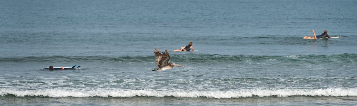 Pelican while flying near surfers on california beach photo