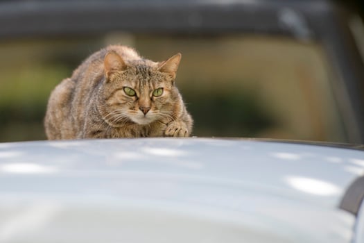 cat close up portrait photo