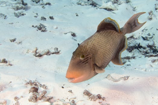 Trigger fish detail photo
