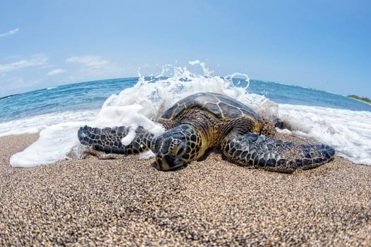 Green Turtle on sandy beach in Hawaii photo