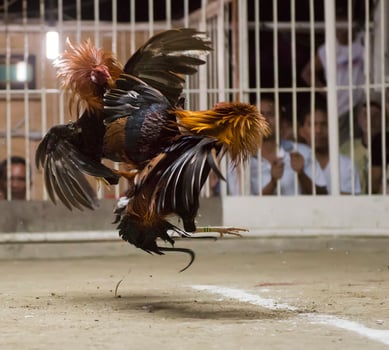 cock fight detail photo