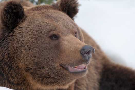 A black bear brown grizzly in the snow background photo