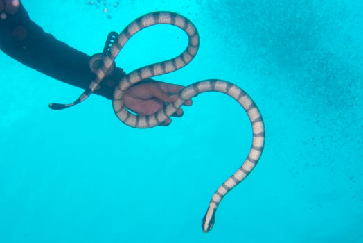 A hand holding the poisonus black and white sea snake in Philippines photo
