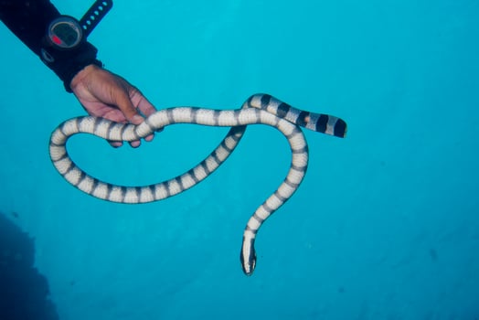 A hand holding the poisonus black and white sea snake in Philippines photo