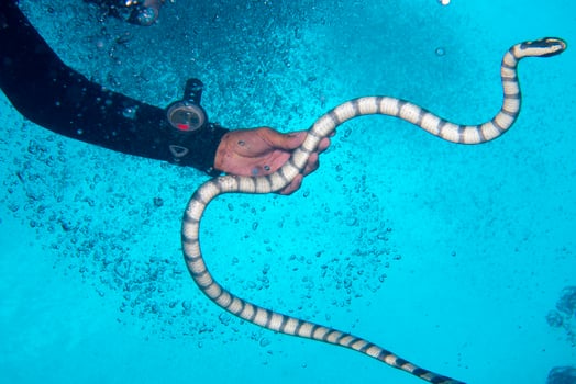 A hand holding the poisonus black and white sea snake in Philippines photo