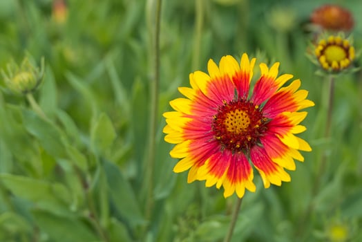 red and yellow daisy photo