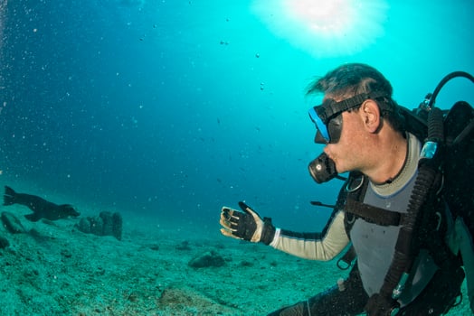 Diver and Puppy sea lion underwater looking at you photo