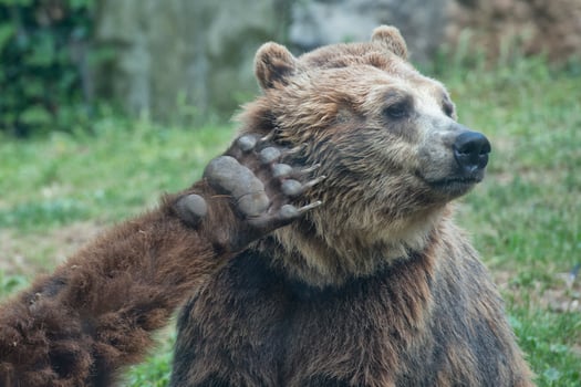 Two Black grizzly bears photo