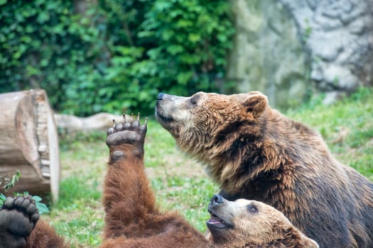 Brown grizzly bears photo