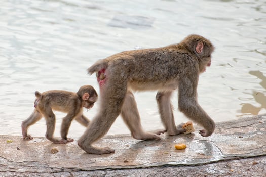 japanese macaque monkey portrait photo
