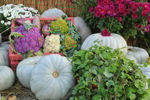 Organic pumpkin and vegetable in wooden box on agricultural fair. Harvesting autumn time concept. Garden fall natural plant. Thanksgiving halloween decor. Festive farm rural background. Vegan food. photo