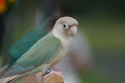 Green cheek conure turquoise pineapple color at natural blur background, the small parrot of the genus Pyrrhura, has a sharp beak. photo